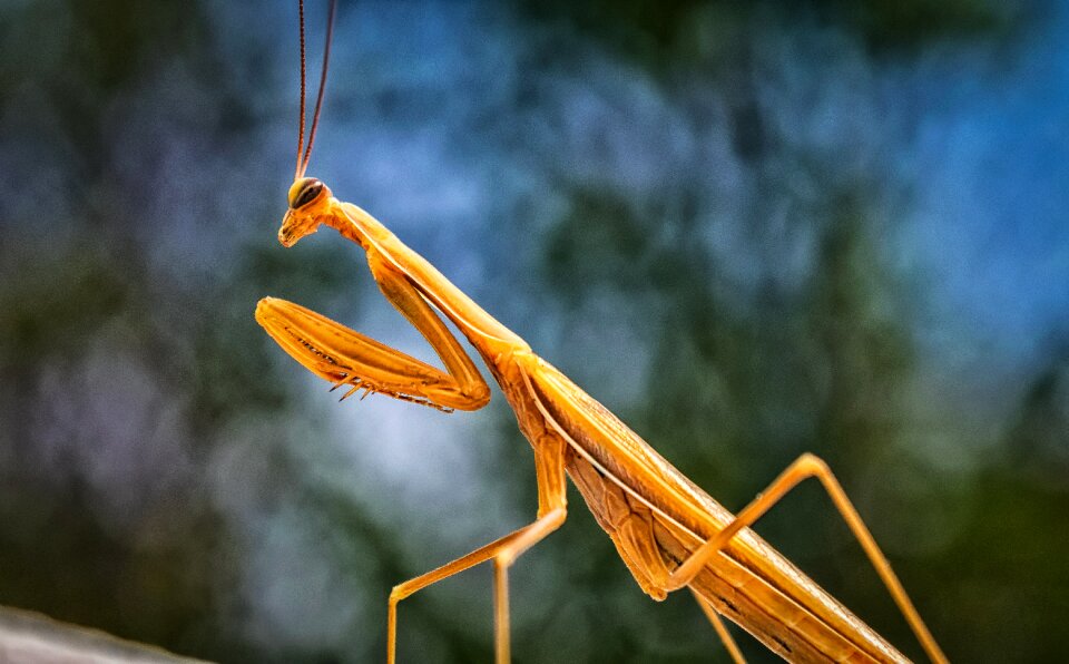 Flight insect animal nature