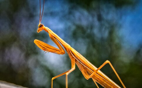 Flight insect animal nature photo