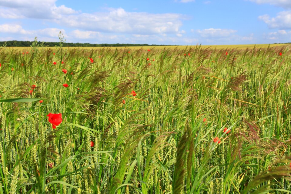 Fields poppy cornfield