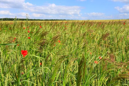 Fields poppy cornfield