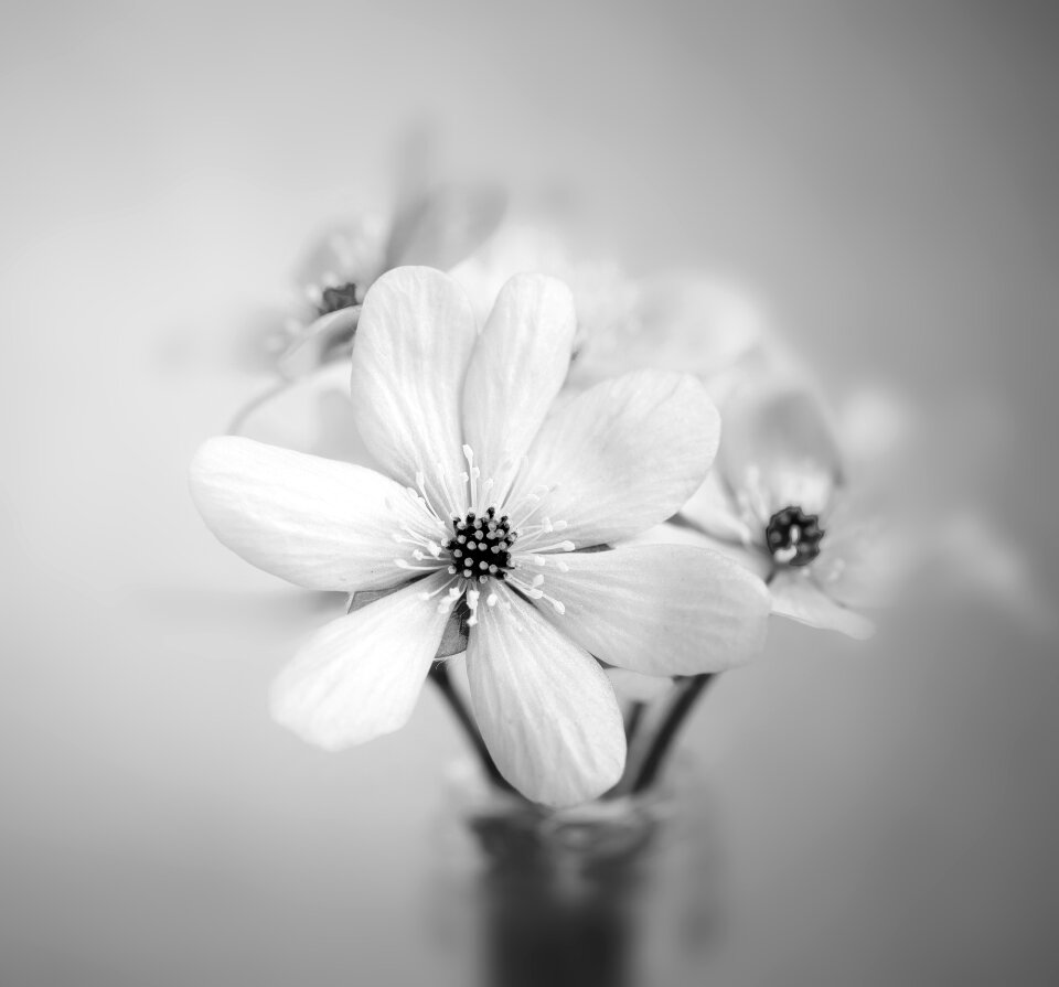 Blossom bloom petals