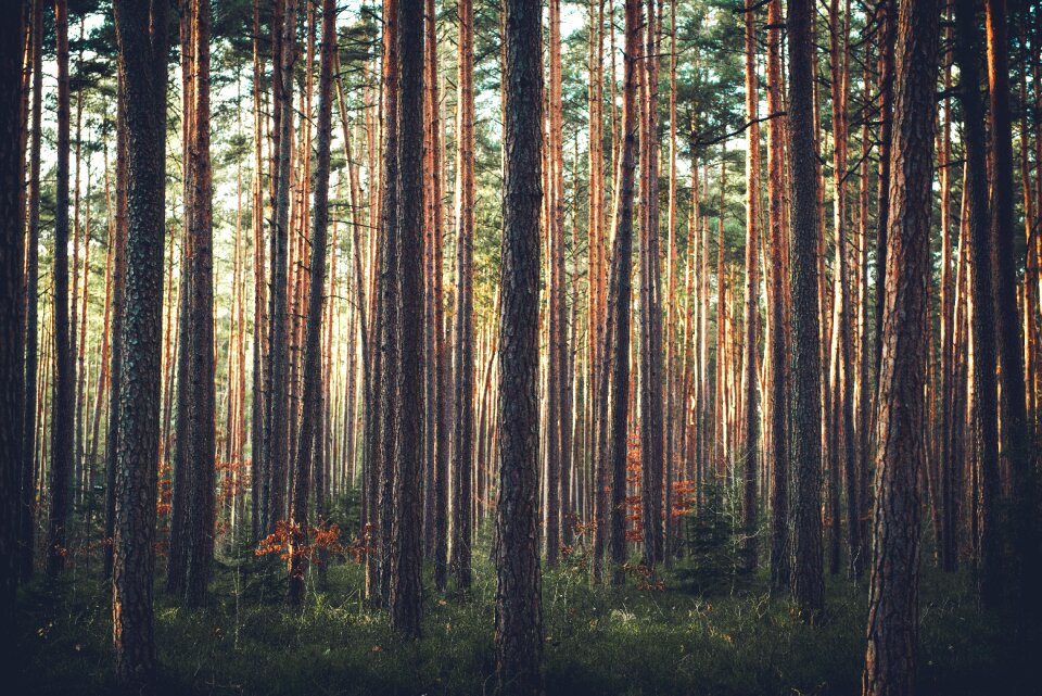Thicket pine trees pine