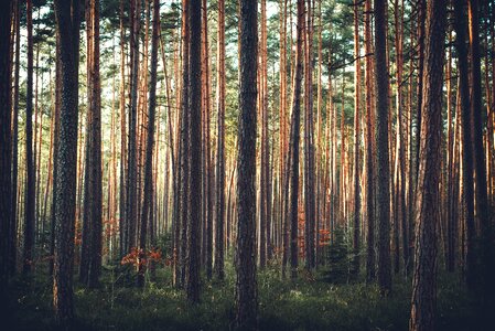 Thicket pine trees pine photo
