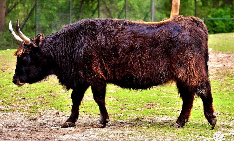 Cattle creature graze