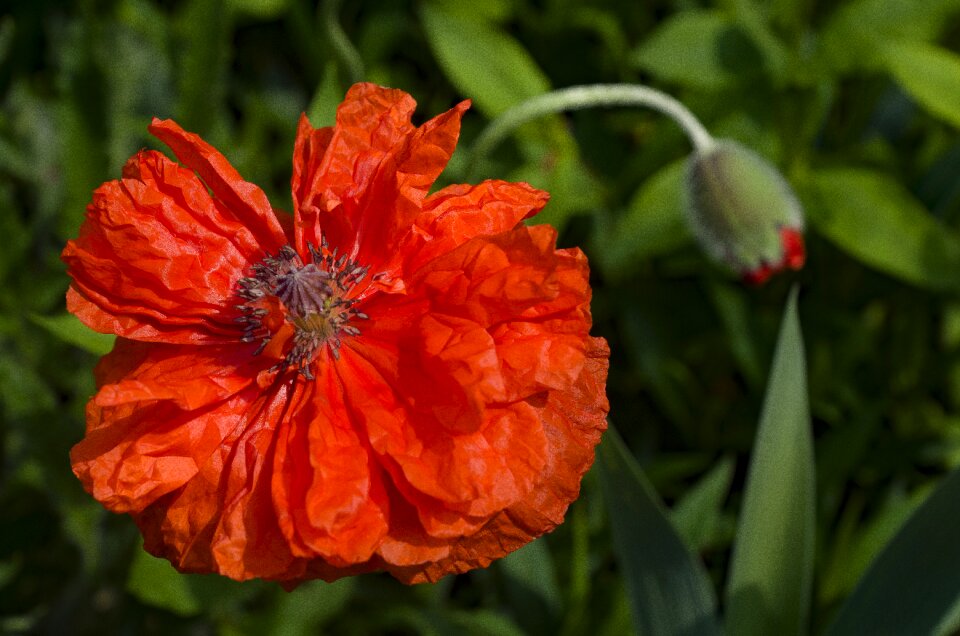 Flower red red poppy