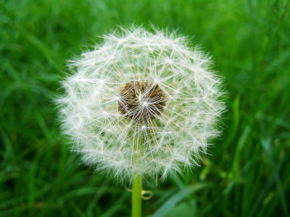 Dressing-gown dandelion seeds child láncfű meadow flower
