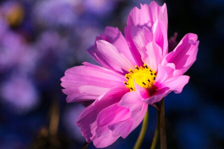 Close up pink flower plant