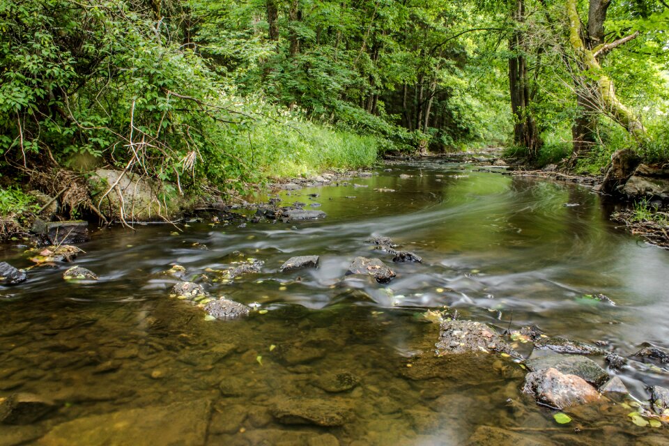Bank landscape forest