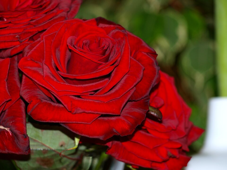 Red wedding festival