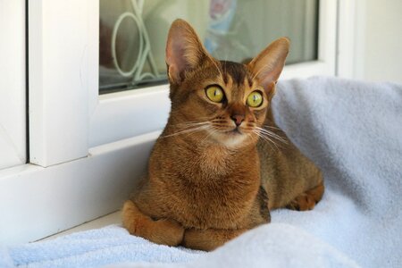 Abyssinians abissintsykotyata abyssinian