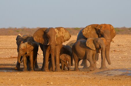 Namibia water hole african bush elephant photo