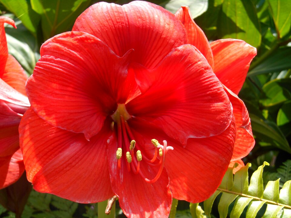 Garden exotic island