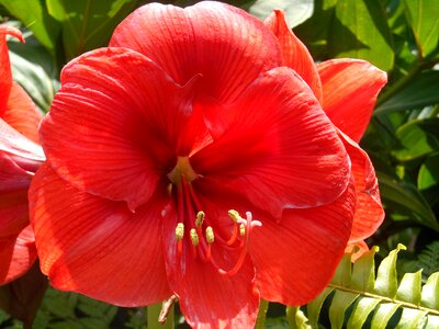 Garden exotic island