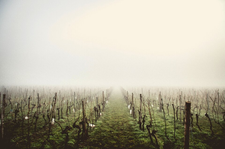 Fog mysterious haze