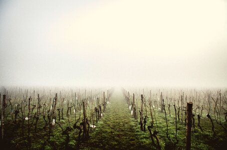 Fog mysterious haze