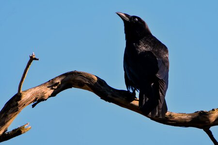 Crow wild beak photo