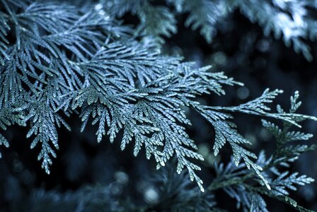 Bush winter nature