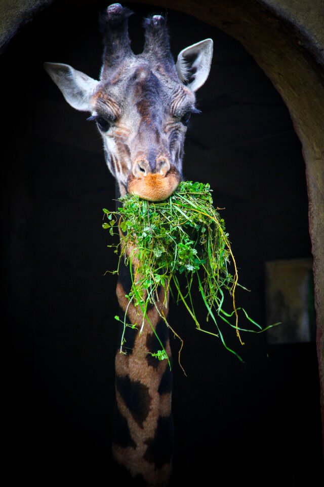 Zoo eating animal reserve