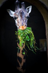 Zoo eating animal reserve