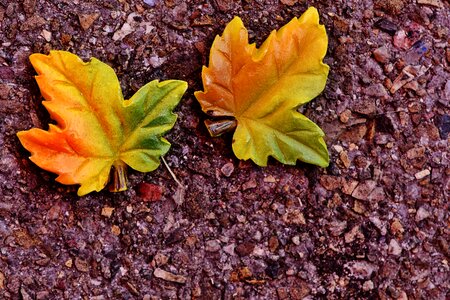 Leaves color autumn leaf photo