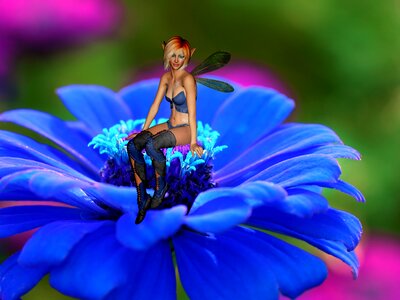Gerbera fantasy fee