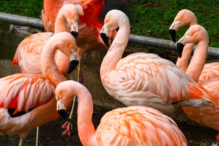 Animals pen flamingo