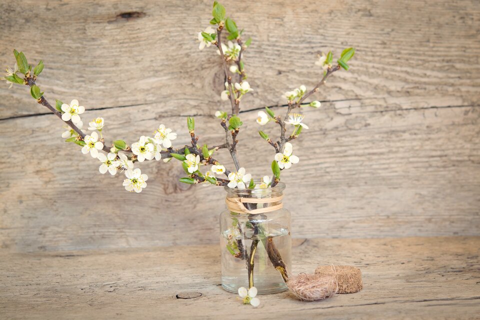 Flowers white spring