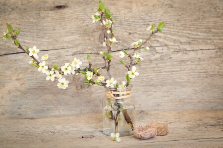 Flowers white spring photo