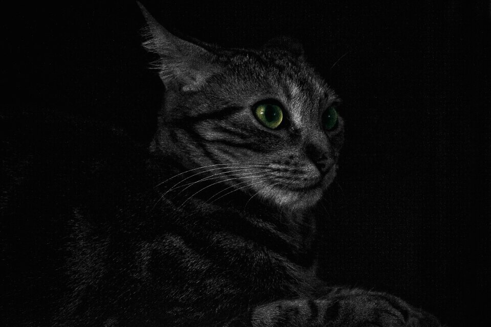 Dark domestic animal feline photo