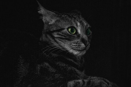 Dark domestic animal feline photo