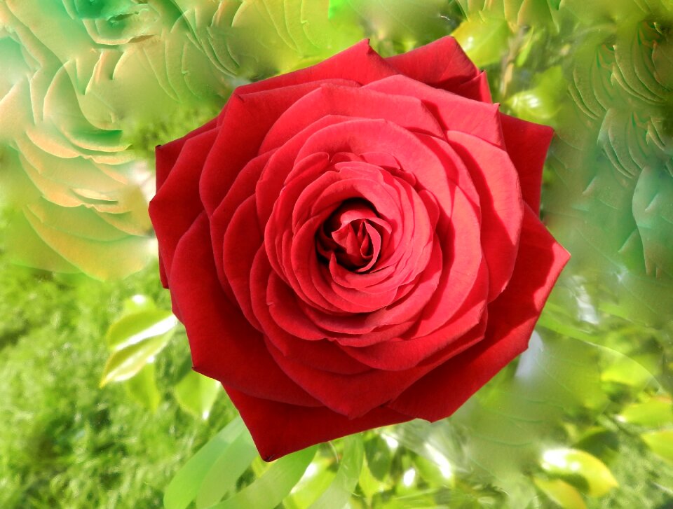 Garden red rose red flowers