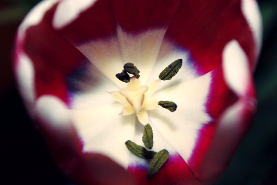 Flower bloom close up