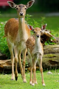 Hirsch young mammal