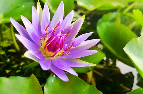 Lotus leaf nature pink lotus