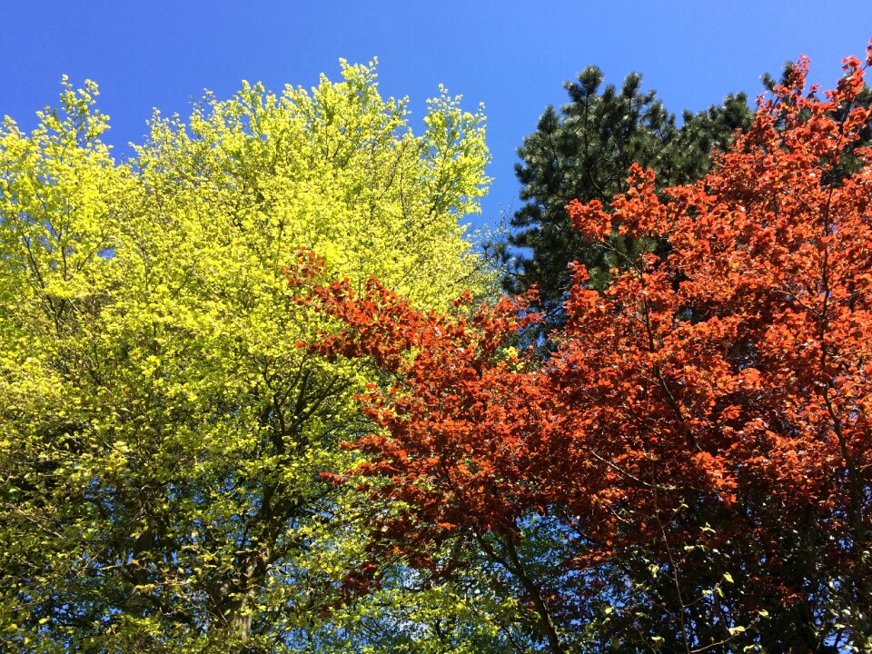 Spring foliage colorful
