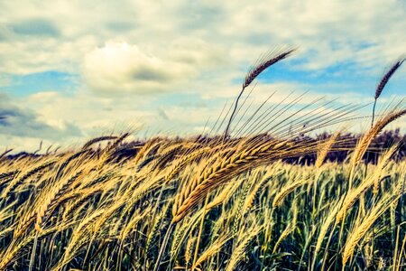 Agriculture grain nature