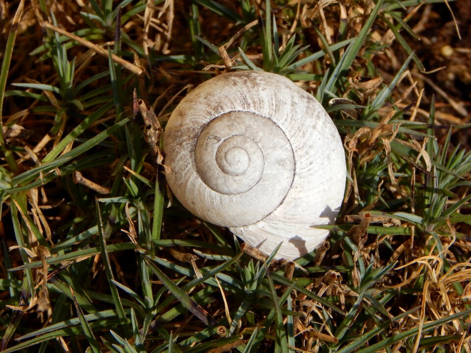 Nature mollusk close up