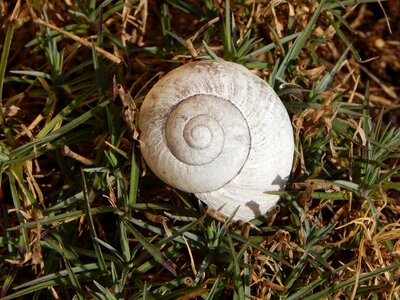 Nature mollusk close up photo