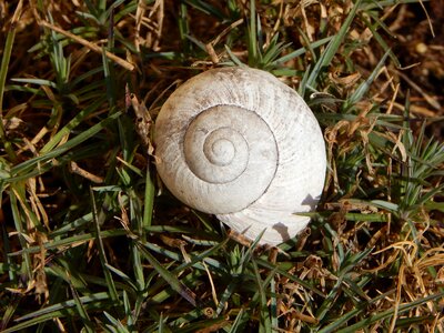 Nature mollusk close up