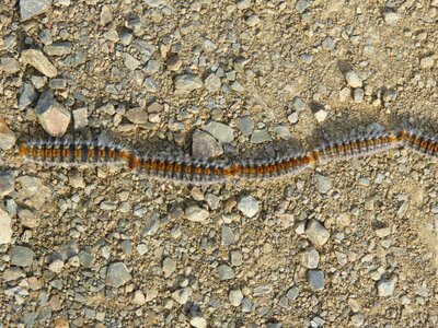 Caterpillar row plague photo