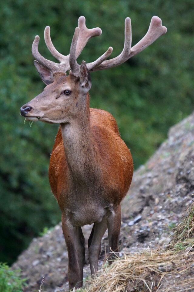 Antler carrier paarhufer male