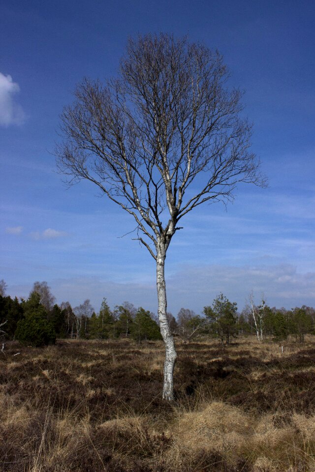 Nature reserve wetland birch