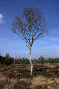 Nature reserve wetland birch photo