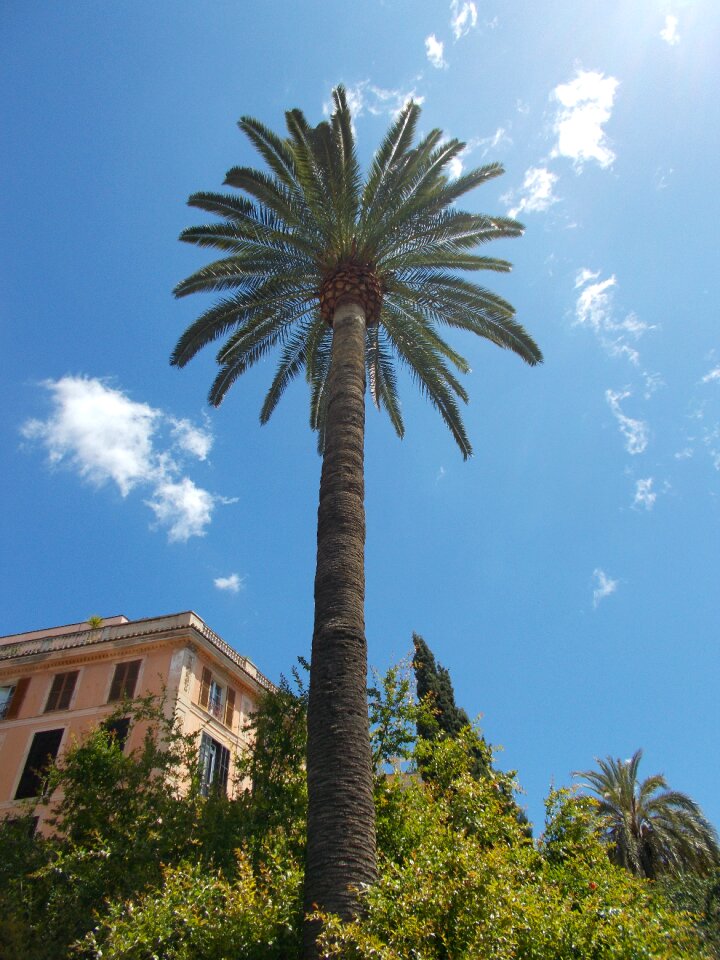 Mediterranean sky palm leaves