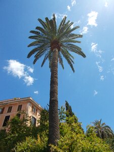 Mediterranean sky palm leaves