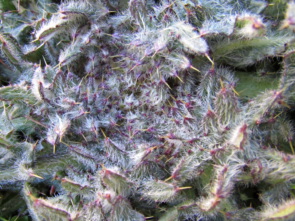 Prickly hairy plant field thistle
