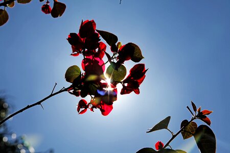 Flowers plants forest