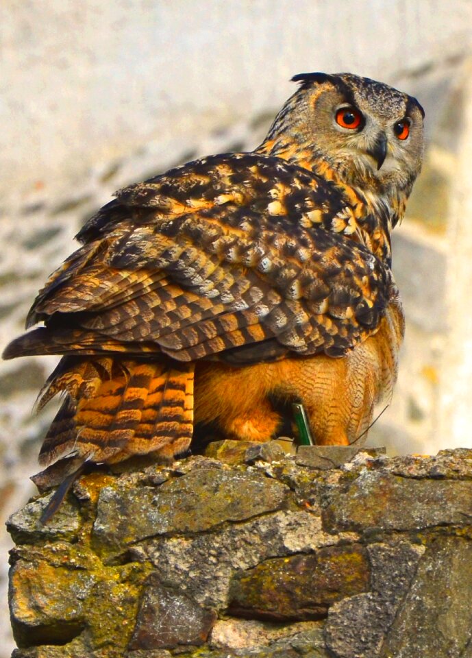Eyes wild bird rock