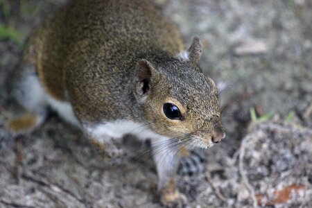 Grey ground squirrel photo