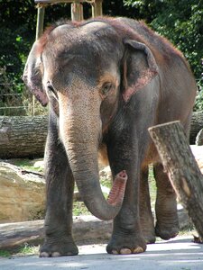 Elephant proboscis zoo